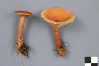 Lactarius tabidus image